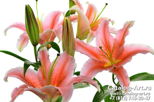 Pink lilies 12